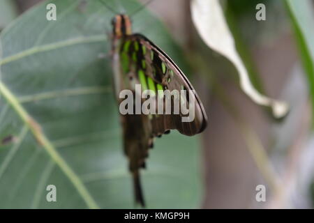 . La flora e la fauna, Laldighi Dalhousie. Laldighi situato a BBD Bagh è un enorme stagno nel cuore di Kolkata e devono viaggiare. Credito: cuty/Alamy Live News Foto Stock