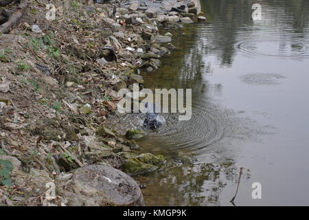 . La flora e la fauna, Laldighi Dalhousie. Laldighi situato a BBD Bagh è un enorme stagno nel cuore di Kolkata e devono viaggiare. Credito: cuty/Alamy Live News Foto Stock