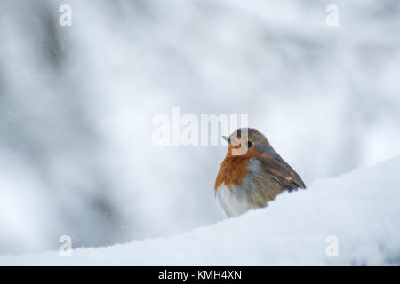 Oxford, Regno Unito. Decimo Dec, 2017. La nevicata in Oxford, il più pesante per diversi anni. Credito: Andrew Walmsley/Alamy Live News Foto Stock