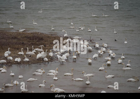 (171212) -- SANMENXIA, Dic 12, 2017 (Xinhua) -- cigni bianchi sono visti in corrispondenza di una zona umida in Sanmenxia, centrale cinese della Provincia di Henan, Dic 12, 2017. Ogni anno i cigni migratori provengono dalla Siberia per trascorrere l'inverno qui. (Xinhua/Gu Lilin) (lb) Foto Stock