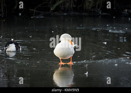 Long Eaton, Regno Unito. 12 Dic, 2017. Regno Unito: Meteo giorno più freddo dell'anno. Le temperature sono scese a bassi di meno 13 gradi Celsius in tutta la East Midlands. Nella foto: anatre bagnarsi in un canale bloccato. Credito: Byron Kirk/Alamy Live News Foto Stock