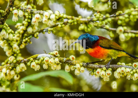 Oliva-backed sunbird tenendo il ramo di mangiare bianco nettare di fiori Foto Stock