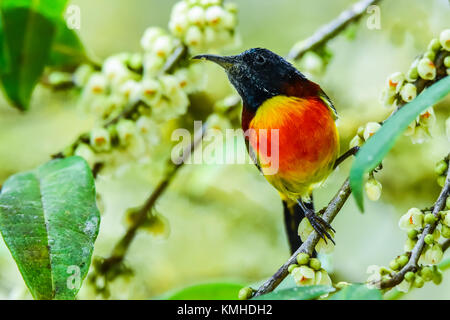 Oliva maschio-backed sunbird tenendo premuto sul ramo Foto Stock