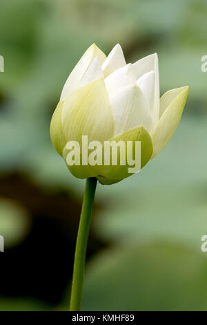 Indian lotus (Nelumbo nucifera) nel giardino botanico pamplemousses in Mauritius, africa. Foto Stock