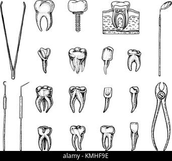 I denti molari di smalto dentale, impostare. strumenti attrezzatura del dentista medico. la cavità orale pulire o malati. salute o carie umano. incisi disegnati a mano nel vecchio o schizzo. medicina, cura per cavità, impianto Illustrazione Vettoriale