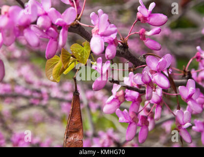Albero di Giuda,Cercis siliquastrum, close up di primavera della fioritura, nuove foglie e seme vecchio pod Foto Stock