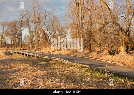 Percorso Boardwalk a Mitchell Park durante il Sunrise Foto Stock