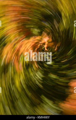 Abstract a spirale di albero durante l'Autunno Foto Stock