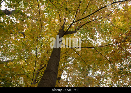 Guardando su un Maple Tree durante l'autunno in Wisconsin Foto Stock