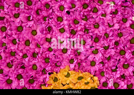 Blooming crisantemi sfondo. Molti rosa e un paio di fiori di colore giallo nella parte inferiore Foto Stock