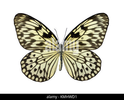 Bella colorata Idea leuconoe butterfly isolati su sfondo bianco Foto Stock