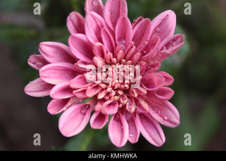 Le mamme fiore Foto Stock