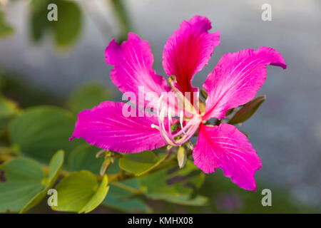 Chiusura del fiore di Hong Kong Orchid Tree Foto Stock