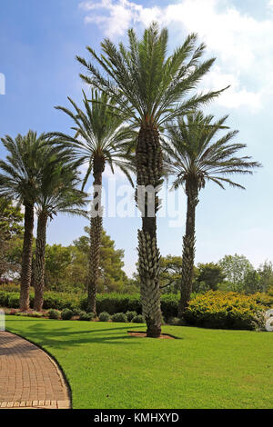 Le palme nel parco ramat hanadiv, memorial gardens del barone Edmond de Rothschild, Zichron Yaakov, Israele Foto Stock