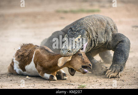 Il drago attacchi. Il drago di Komodo attacca la preda. Il drago di Komodo, Varanus komodoensis, è la più grande lucertola vivente nel mondo.su isola di ri Foto Stock