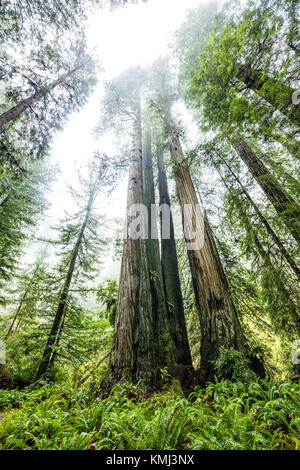 Giganteschi alberi di sequoia in prairie creek redwoods State Park, California Foto Stock