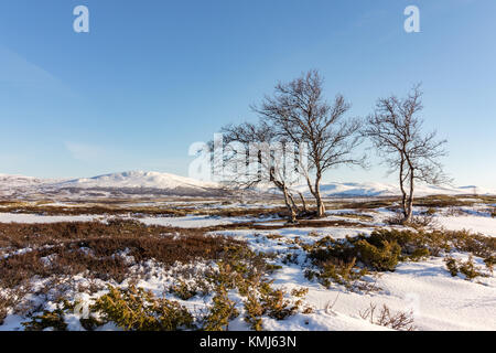 Tre mountain di betulle, muschi e licheni con montagne invernali in background. Inizio della primavera in Dovre, Norvegia. Foto Stock