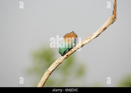 Rullo europea Coracias garrulus adulto becco di strofinamento sul ramo di albero vicino al sito di nido vicino Tiszaalpar Ungheria Foto Stock