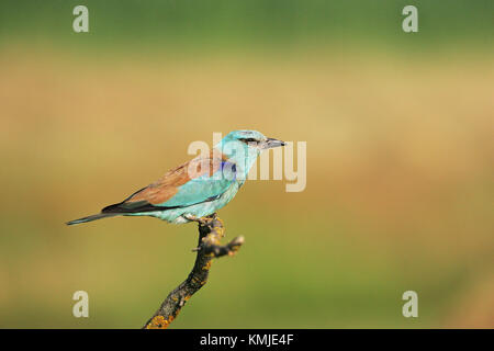 Rullo europea Coracias garrulus vicino Tiszaalpar Ungheria Foto Stock