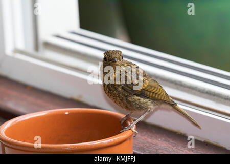 Unione robin Erithacus rubecula capretti appollaiato sul recipiente contenente mealworms Ringwood Hampshire REGNO UNITO Inghilterra Giugno 2016 Foto Stock