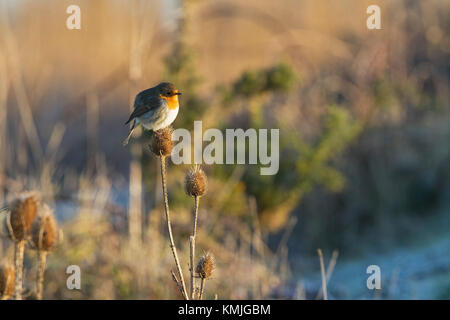 Unione robin Erithacus rubecula arroccato su Teasel Dipsacus fullonum in early morning light Lymington e paludi Keyhaven Hampshire e isola di Wigh Foto Stock