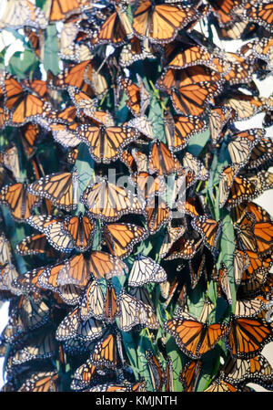 Farfalla monarca cluster Foto Stock
