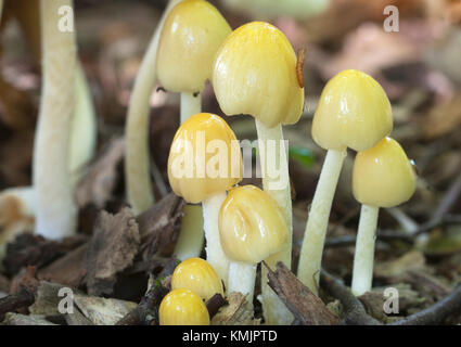 Bolbitius vitellinus mushrums su un suolo forestale, close up Foto Stock