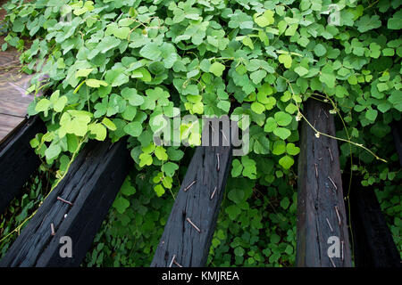 Kudzu, un giapponese invasiva viticoltura vicino al fiume Mississippi di Baton Rouge, Louisiana, Stati Uniti d'America Foto Stock