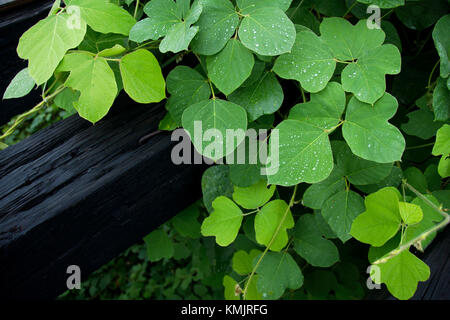 Kudzu, un giapponese invasiva viticoltura vicino al fiume Mississippi di Baton Rouge, Louisiana, Stati Uniti d'America Foto Stock