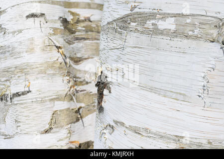 Silver birch di corteccia di albero di close-up Foto Stock