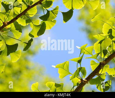 Il ginkgo biloba. foglia verde cornice sul cielo blu sullo sfondo Foto Stock