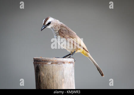 Giallo-Bulbul ventilato Foto Stock