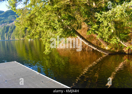 Lake Samish con parte del dock, un bellissimo albero e la riflessione e la foresta lontana. Alcuni ramoscelli caduti sul dock da alberi. Foto Stock