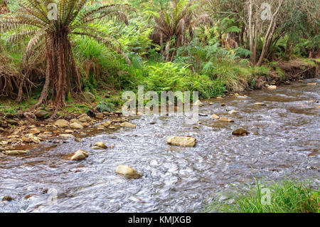 Forni a poco profondo fiume in autunno - Harrietville, Victoria, Australia Foto Stock