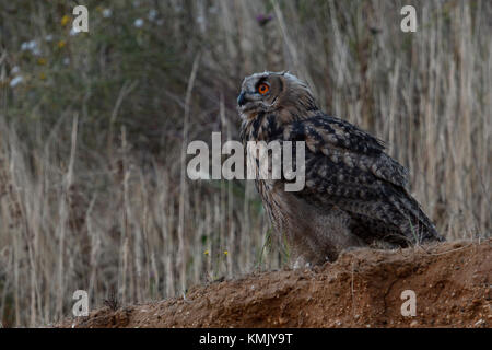 Gufo reale / Uhu ( Bubo bubo ), giovani e maturi, appollaiato sulla scarpata di una buca di sabbia, guardando il cielo, la chiamata, al tramonto, la fauna selvatica, Europa Foto Stock