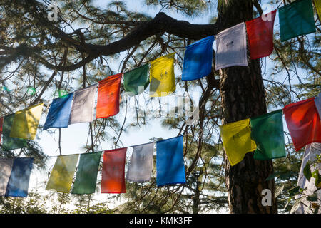 Preghiera tibetano bandiere appese in alberi a Mcleod Ganj, India Foto Stock