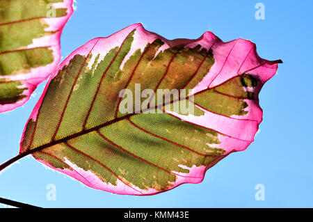 Tri colore faggio, leaf dettaglio Foto Stock