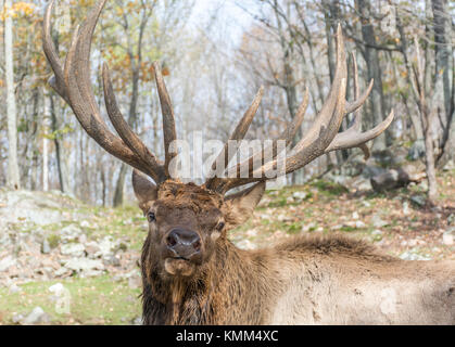 Elk in posa di una stretta per i posteri presso Omega Park, Quebec, Canada Foto Stock