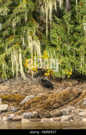 Black Bear (ursus americanus) sotto appeso licheni e muschi nella grande foresta pluviale orso Foto Stock