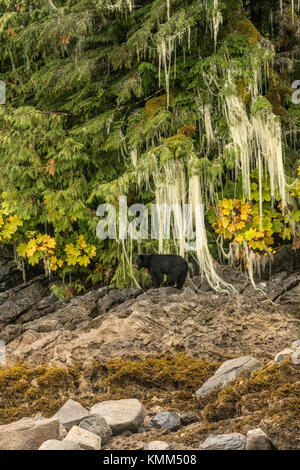 Black Bear (ursus americanus) sotto appeso licheni e muschi nella grande foresta pluviale orso Foto Stock