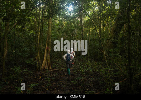 Trekking attraverso la giungla lungo il fiume Kinabatangan a Sabah, Borneo malese. Foto Stock