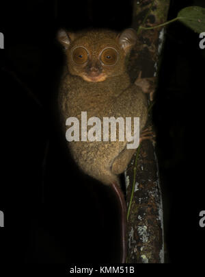 Un western tarsier (cephalopachus bancanus) poggia su una struttura ad albero nella giungla del fiume Kinabatangan nel Borneo malese. Foto Stock