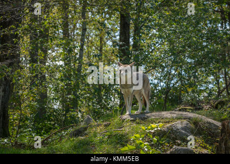 Il coyote canadese in estate Foto Stock