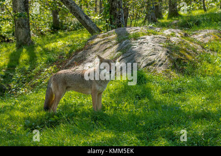 Il coyote canadese in estate Foto Stock