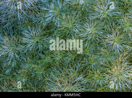 Tumulo di argento in giardino Foto Stock