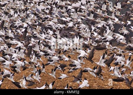 Un gregge di Isole Aleutine cackling anatre e le oche delle nevi volare insieme a San Joaquin National Wildlife Refuge novembre 21, 2017 in vernalis, California. (Foto di Steve martarano via planetpix) Foto Stock