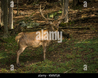 Wapiti cercando una telecamera mentre passa nel bosco Foto Stock