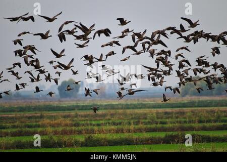 Un gregge di Isole Aleutine cackling anatre e le oche delle nevi volare insieme a San Joaquin National Wildlife Refuge novembre 21, 2017 in vernalis, California. (Foto di Steve martarano via planetpix) Foto Stock