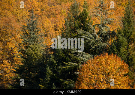 Roverella e la foresta del pino in autunno, Valle del Lot, Francia Foto Stock