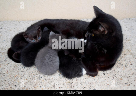 Black mama cat allattava il 4 gattini all'aperto Foto Stock